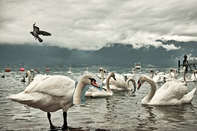 Creation of Compact Swan: Step 2
